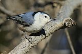 White-breasted Nuthatch